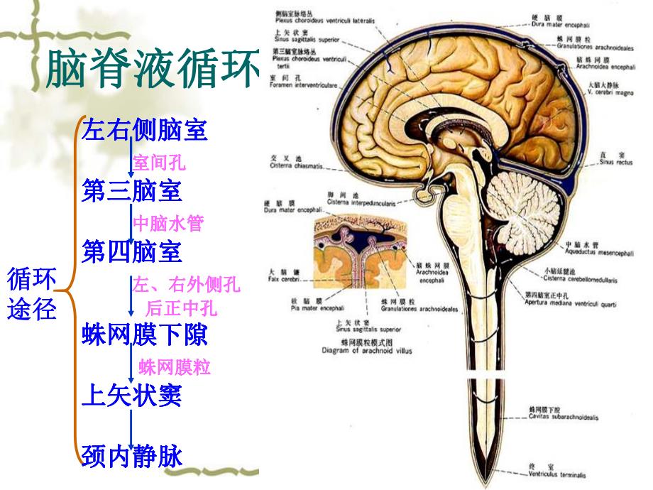 脑积水影像学特征 .ppt_第3页