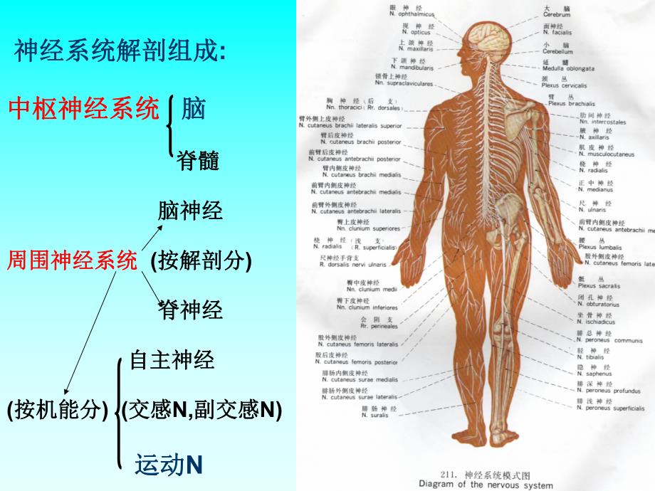 解剖神经系统.ppt_第2页