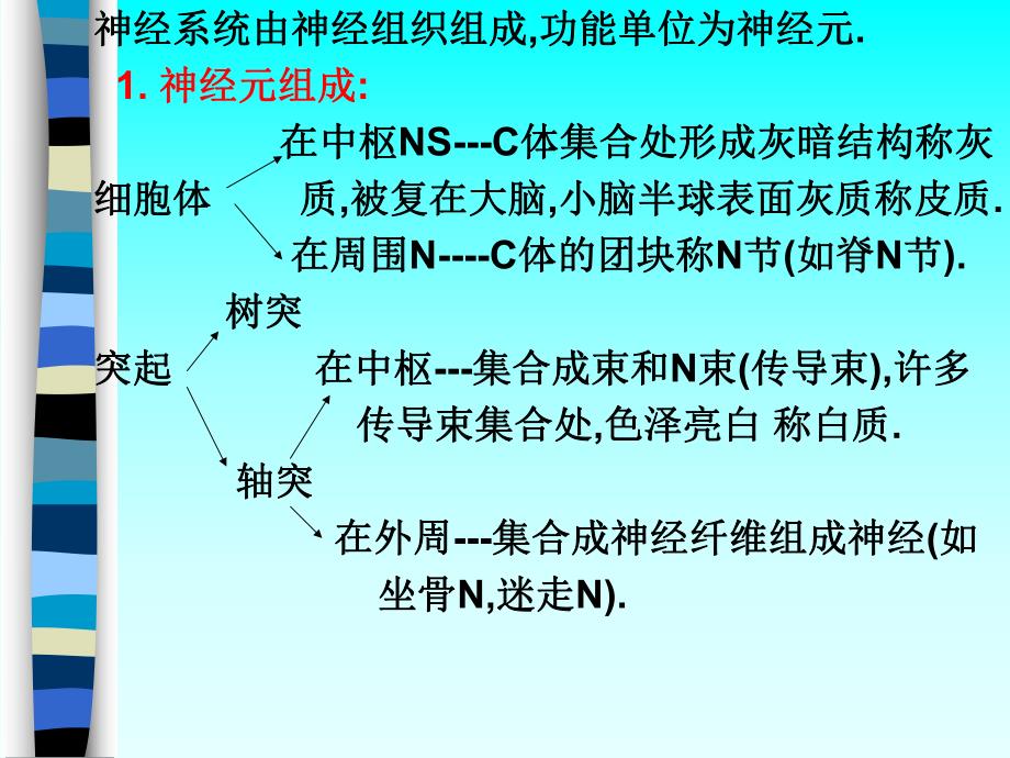 解剖神经系统.ppt_第3页