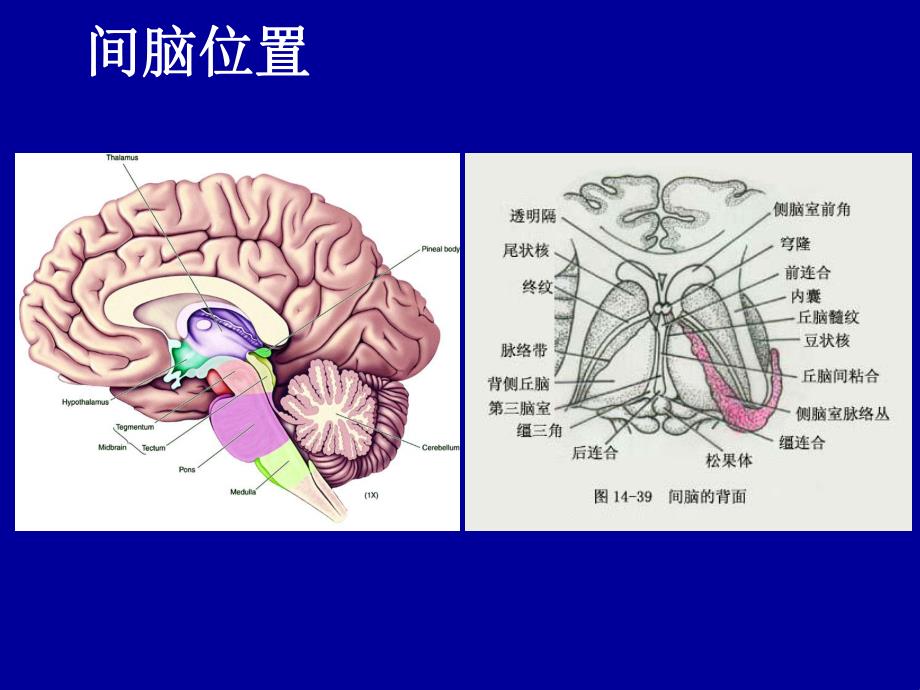 背侧丘脑　.ppt_第2页