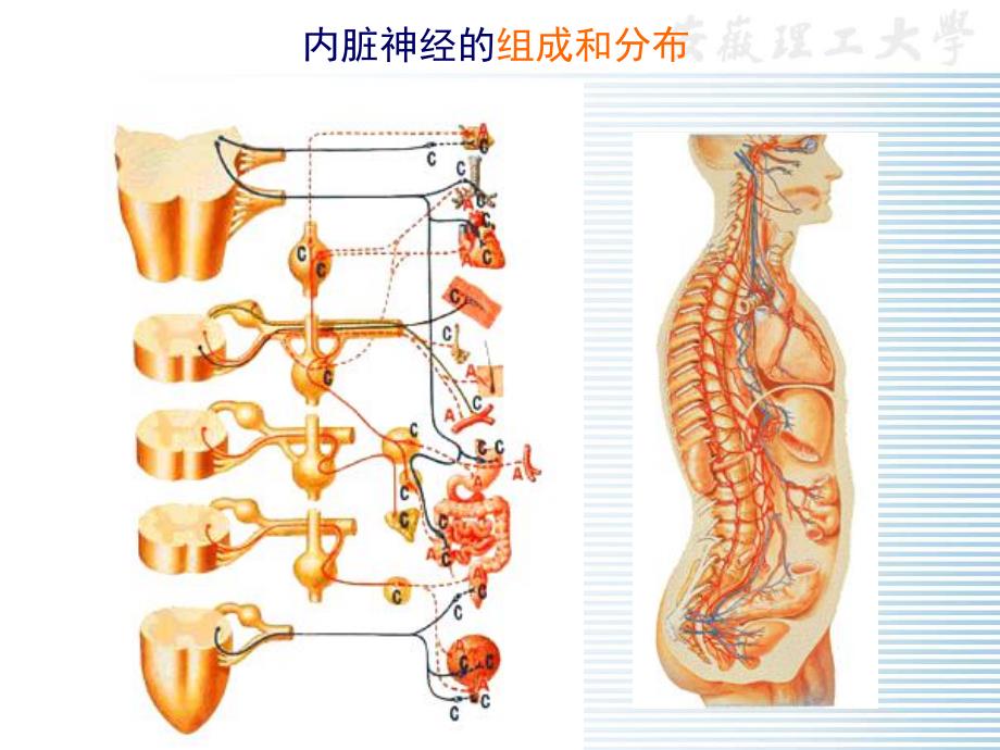 植物神经.ppt_第2页