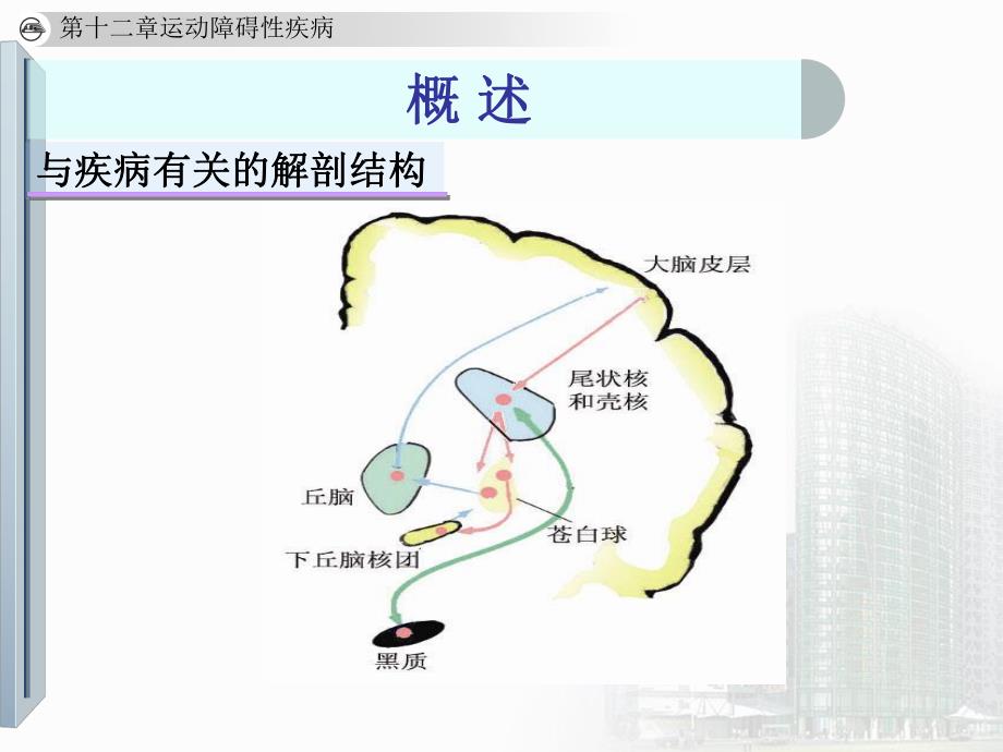 运动障碍性疾病1.ppt_第3页