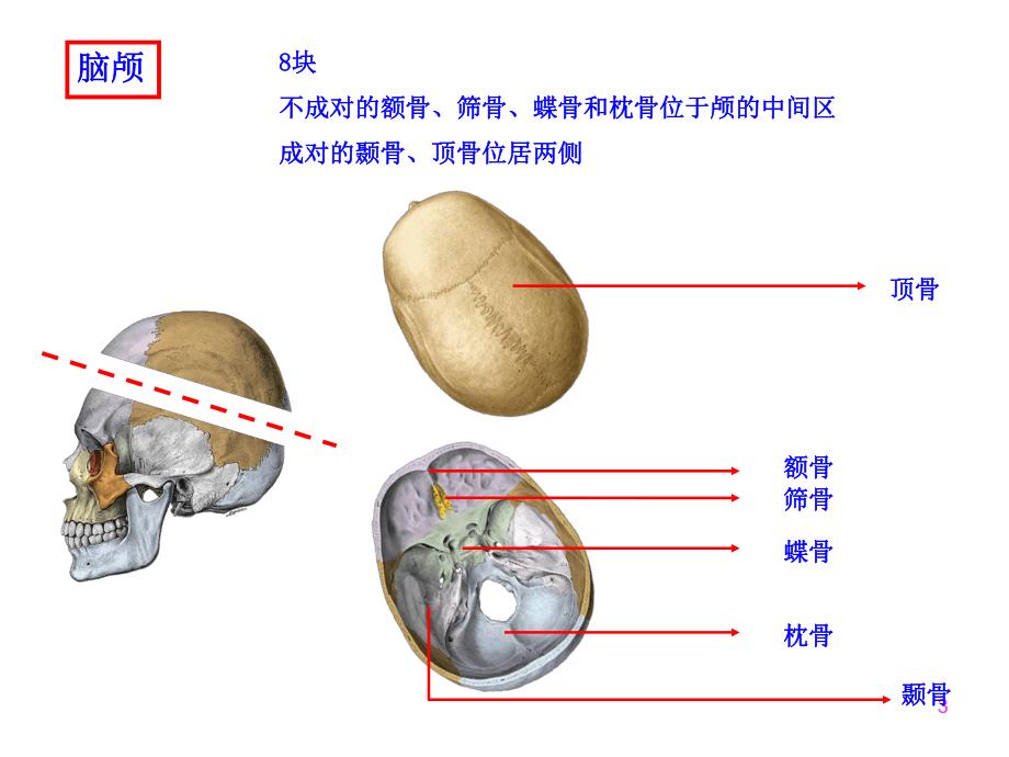 第四次课颅骨及其连接.ppt_第3页