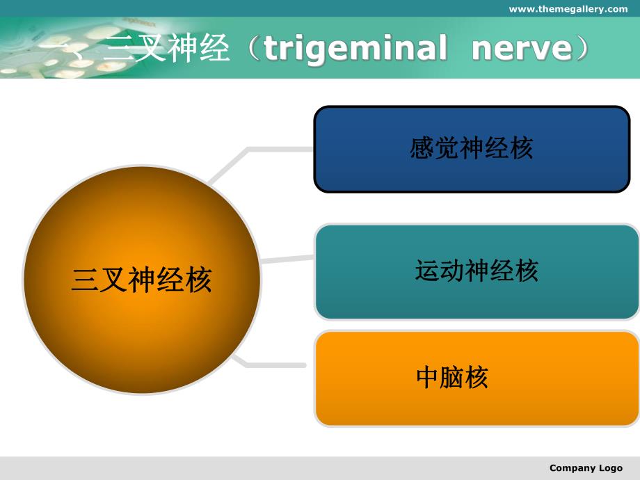 三叉神经、面神经.ppt_第2页