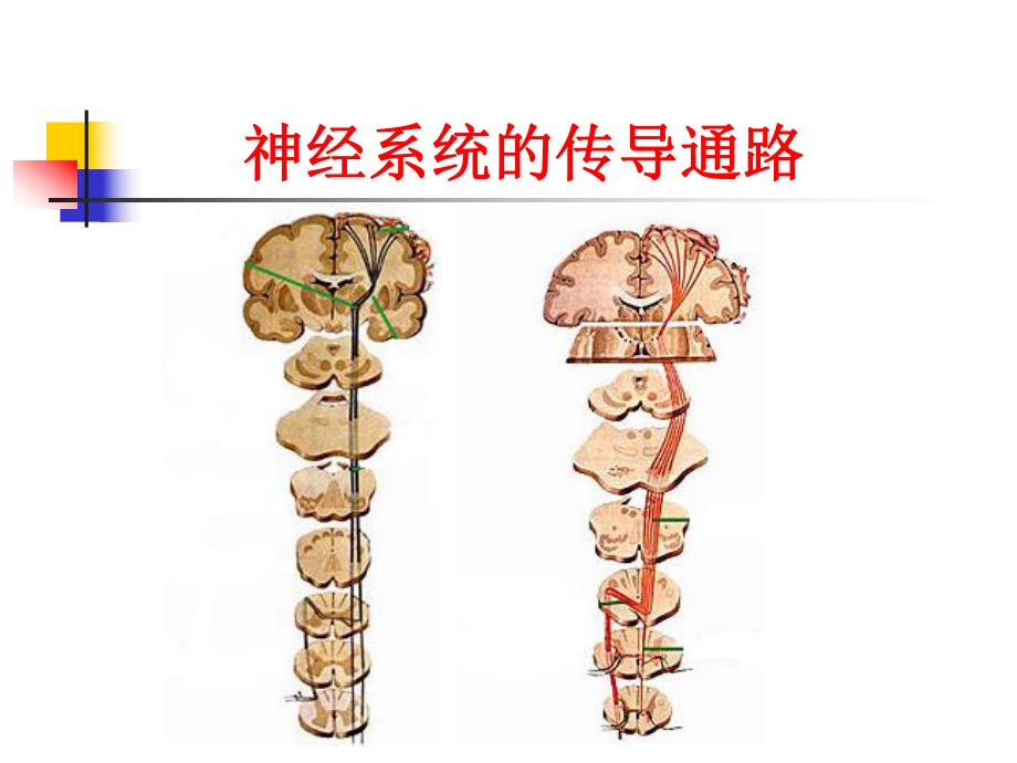 神经系统的传导通路.ppt_第1页