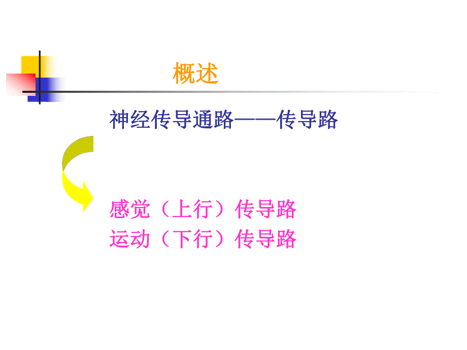 神经系统的传导通路.ppt_第2页