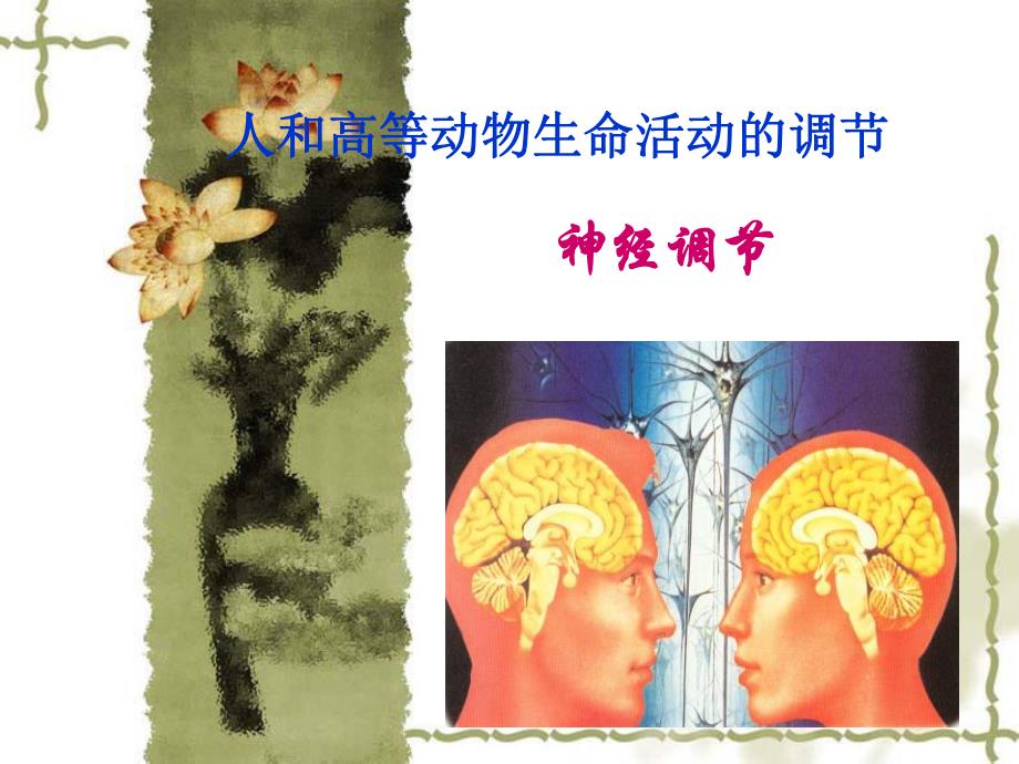 神经调节调节.ppt_第1页