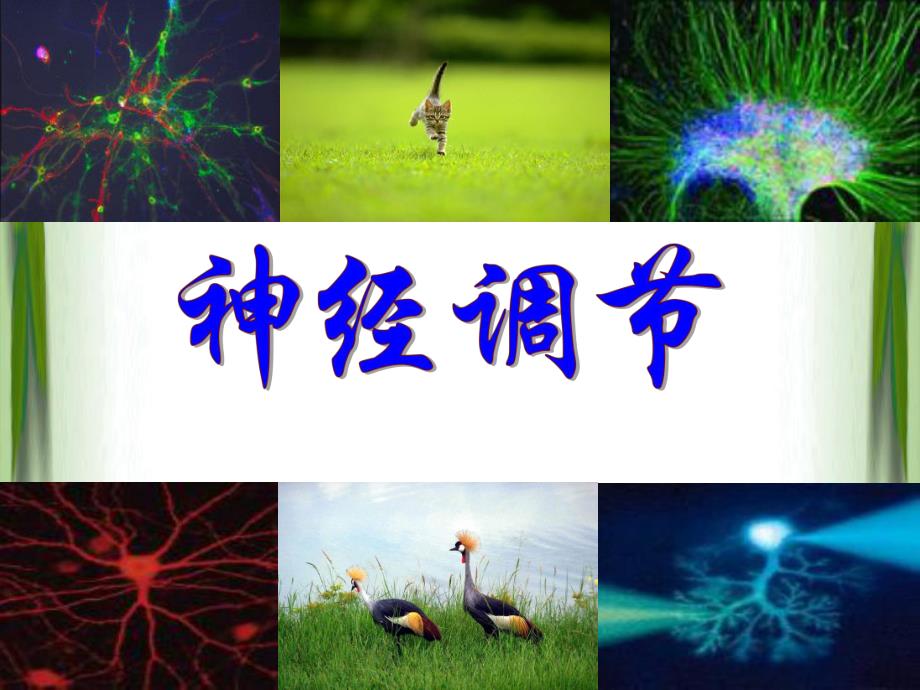 《神经调节》省优质课比赛说课课件.ppt_第1页