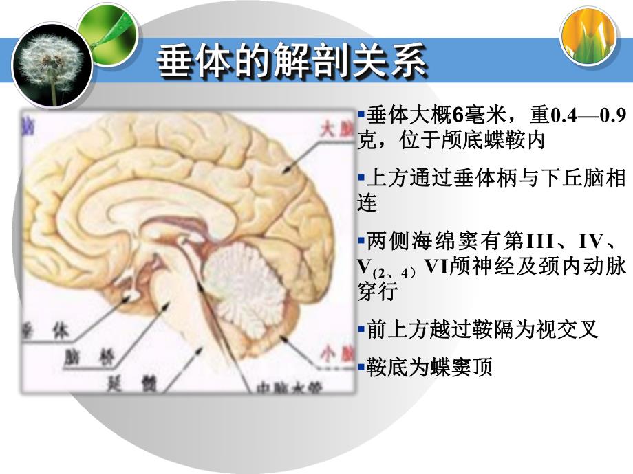 垂体瘤规范化诊治.ppt_第2页