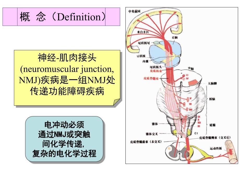 神经内科学——肌肉疾病.ppt.ppt_第3页