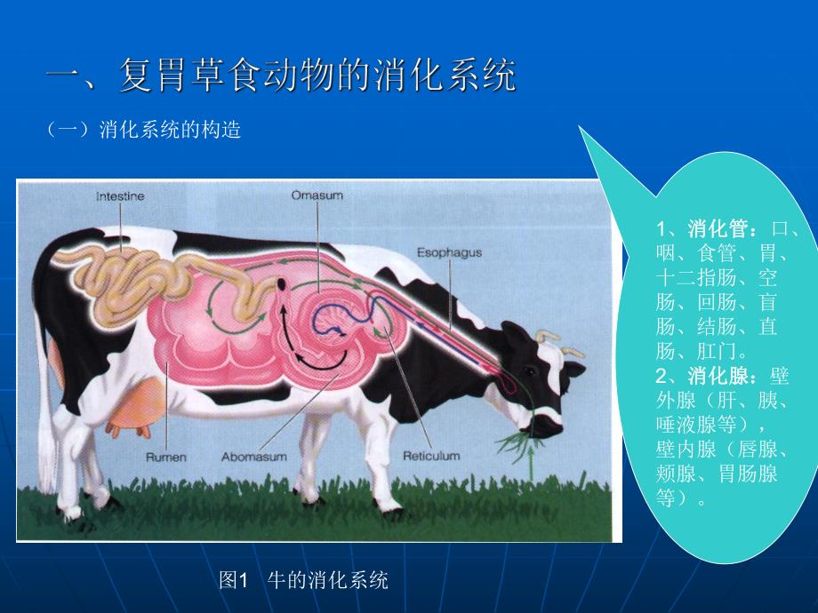 第五章草食动物的营养与饲料(一).ppt_第3页