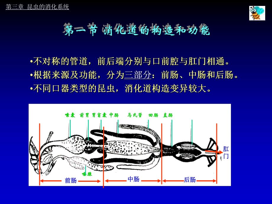 第三章 昆虫的消化系统及其生理.ppt_第2页