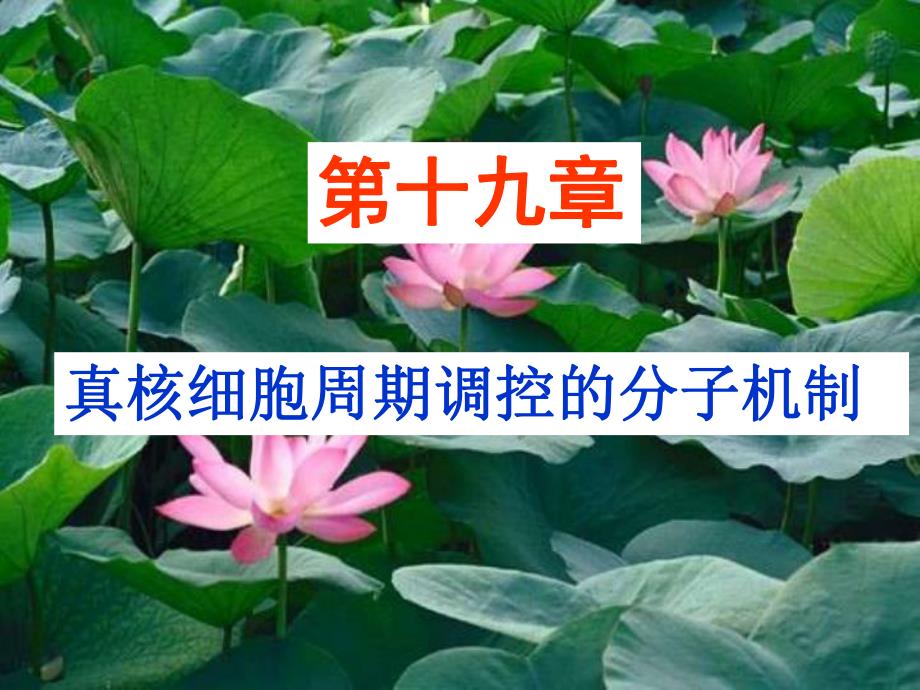 第三章真核细胞周期调控的分子机制.ppt_第1页