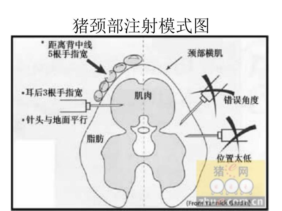 猪注射部位图片.ppt_第1页