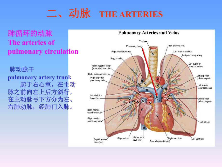 全身动脉动脉.ppt_第2页