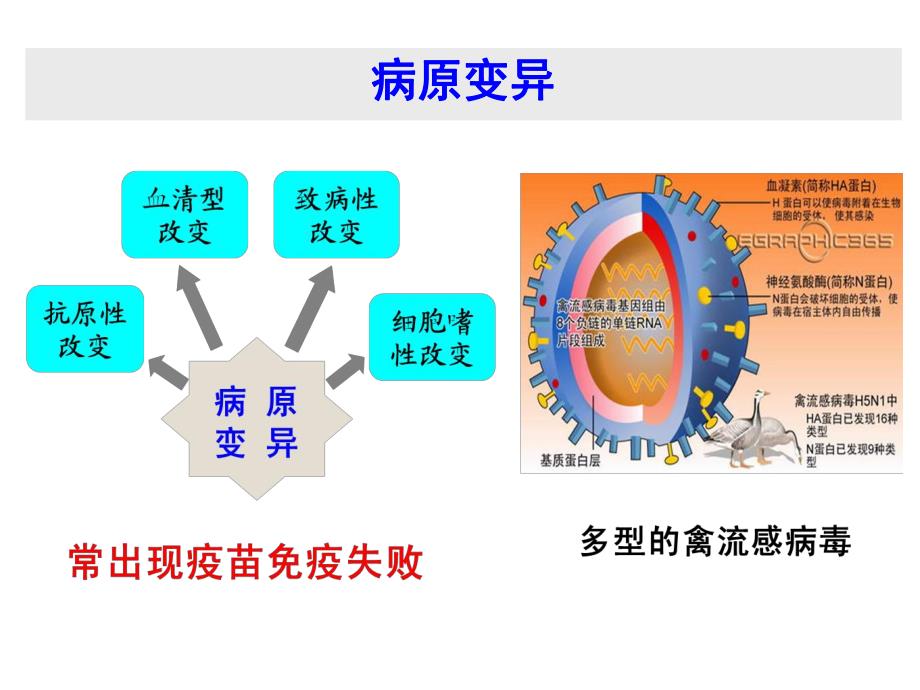 中药在规模化养殖的应用思路.ppt_第3页