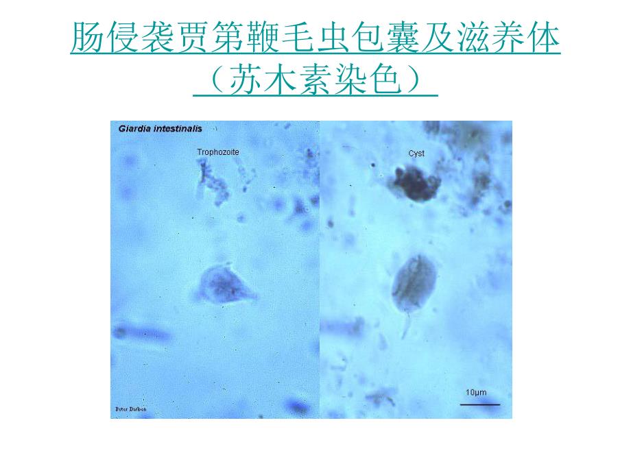 寄生虫切片.ppt_第2页