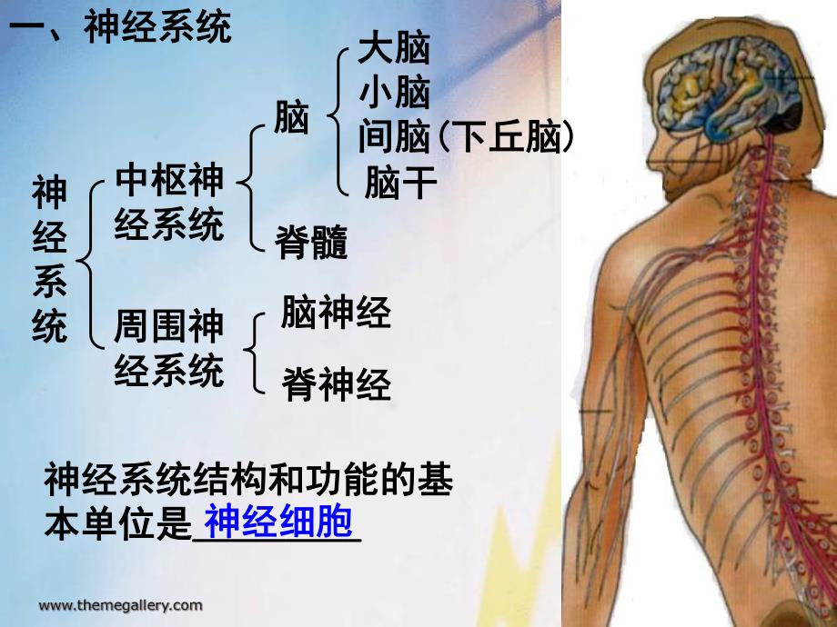 动物和人体生命活动调节.ppt_第2页