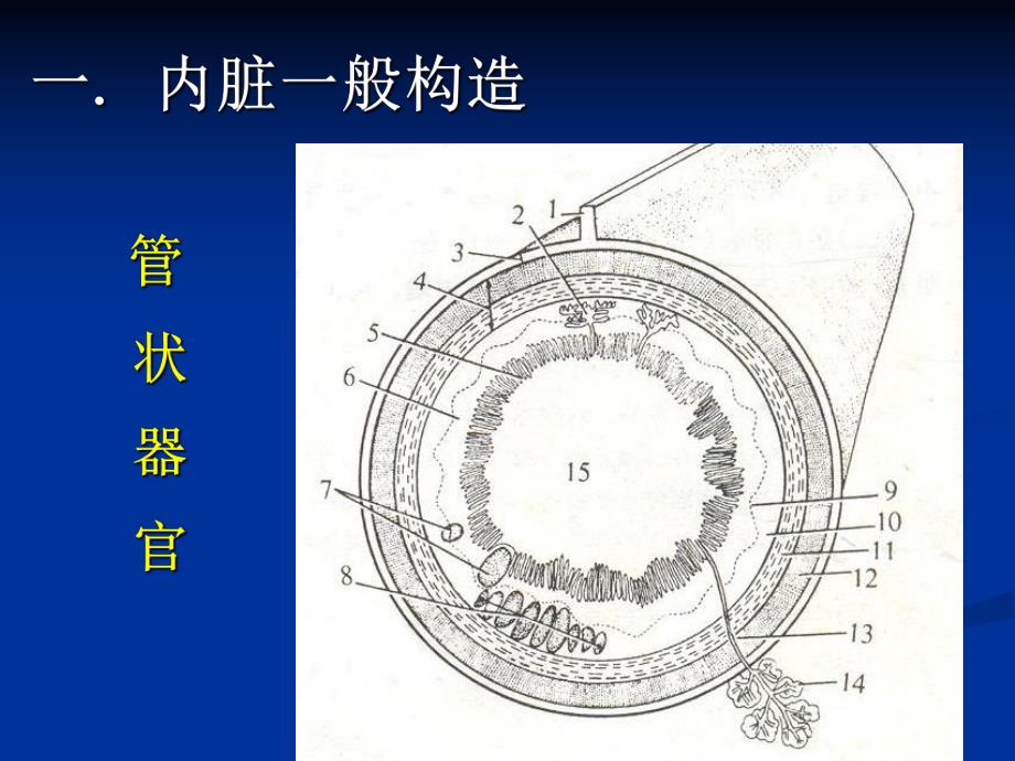 动物解剖学消化系统.ppt_第3页