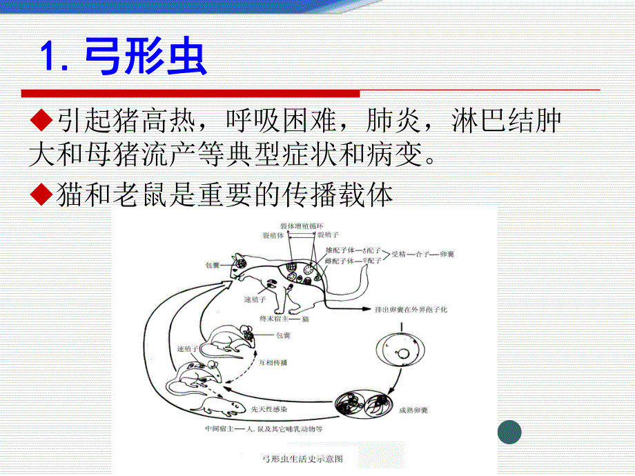 猪场寄生虫病及驱虫方案.ppt_第3页