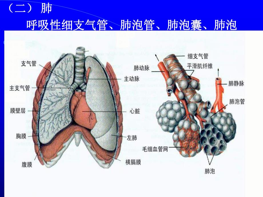 第五章呼吸系统[生理].ppt_第3页