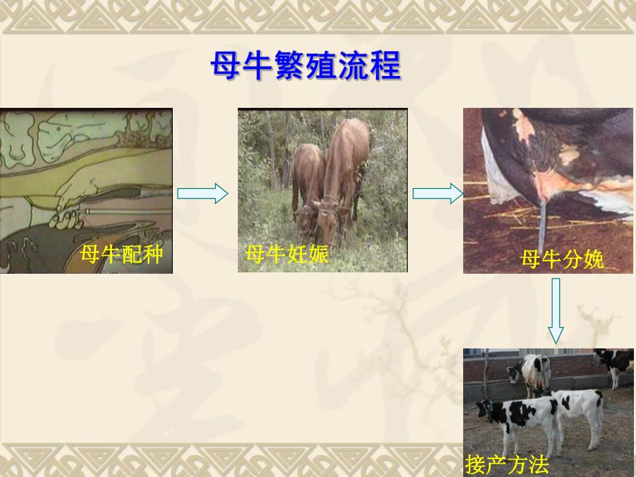 奶牛繁殖技术.ppt_第3页