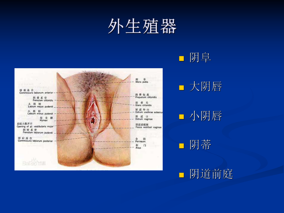 妇科炎症健康教育.ppt_第2页