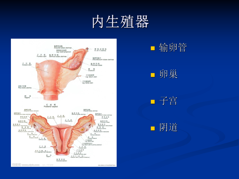 妇科炎症健康教育.ppt_第3页