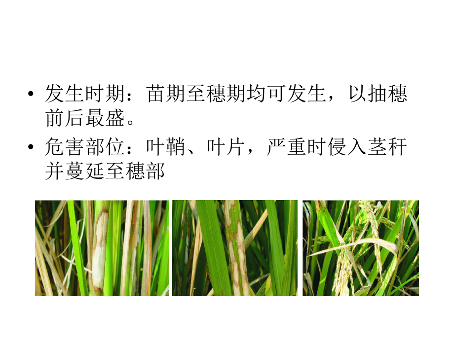 常见水稻病虫害识别GJY.ppt_第3页