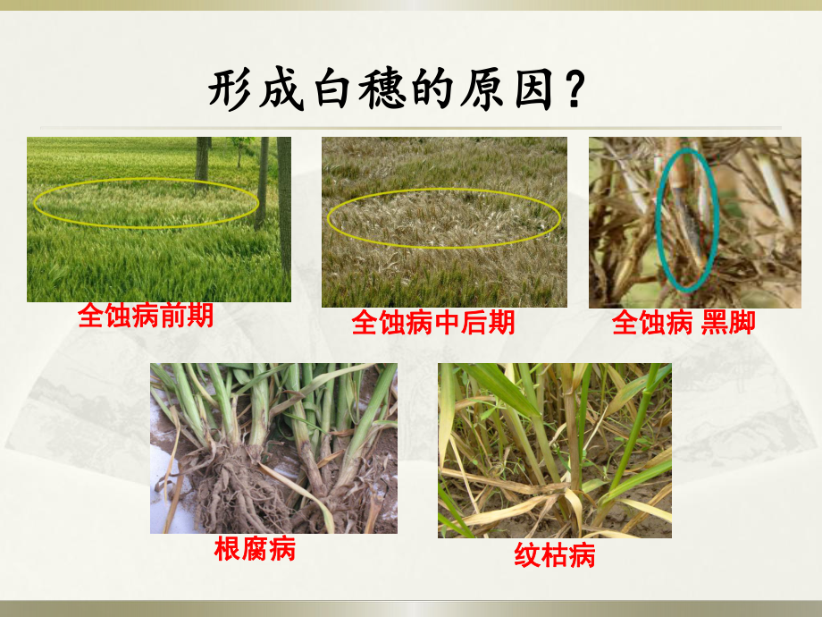 小麦主要病虫害(精).ppt_第3页