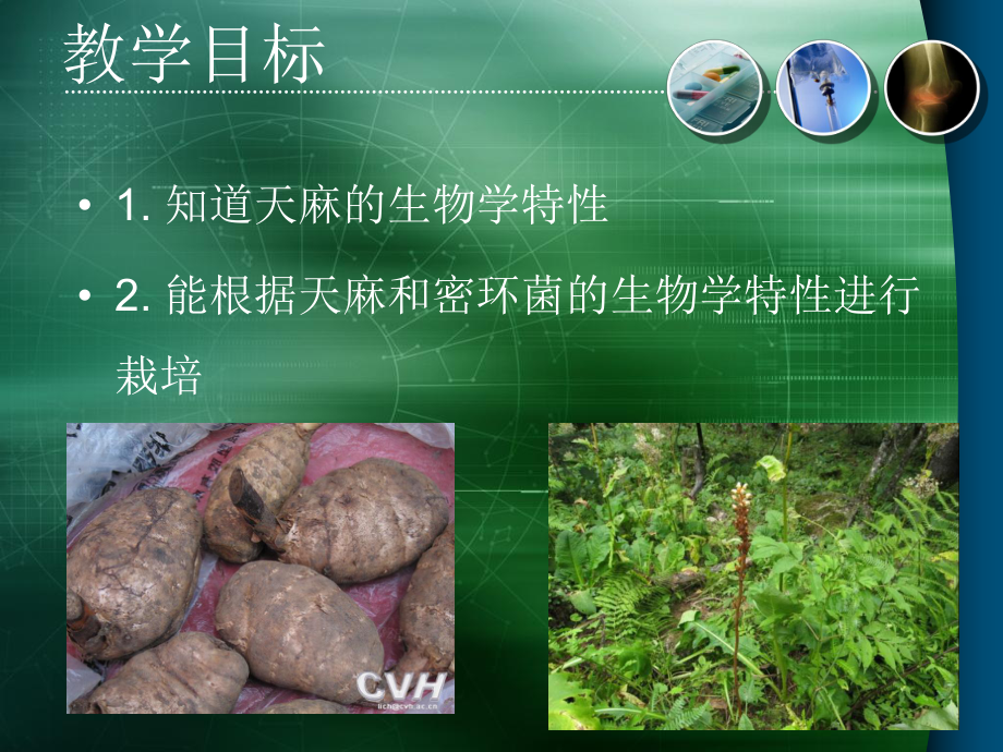 天麻栽培技术(蔡建良).ppt_第2页