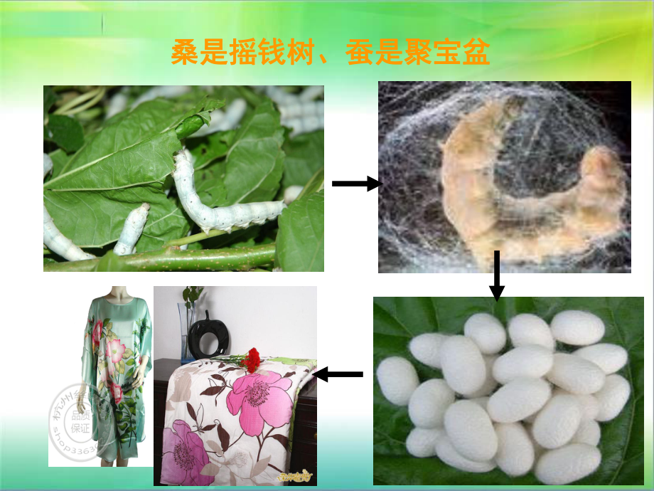 桑树栽培技术.ppt_第3页