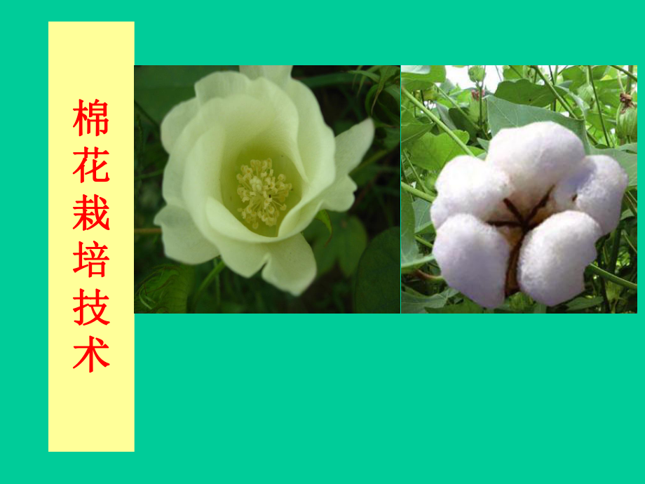 棉花栽培技术(培训).ppt_第1页