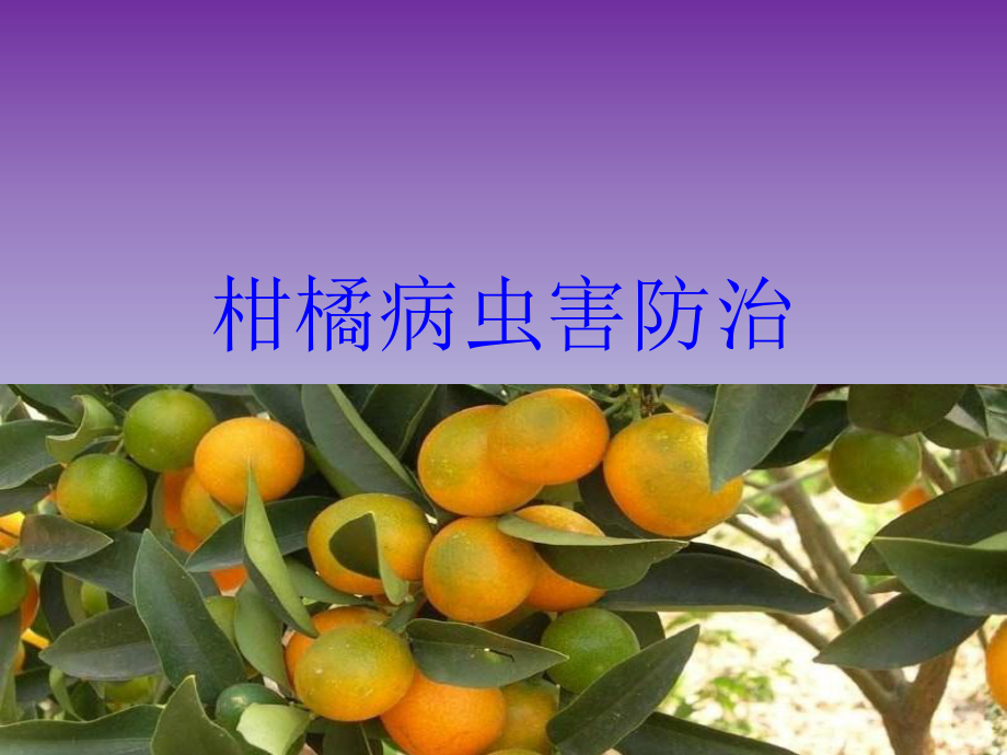 柑橘病虫害防治.ppt_第1页