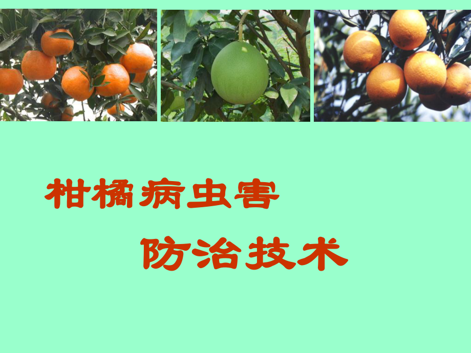 柑橘病虫害防治技术.ppt_第1页