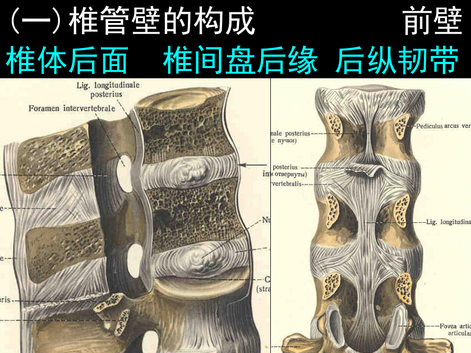 椎管的解剖及其影像学循征.ppt_第3页