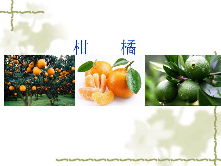 柑橘种植与病虫害防治.ppt_第1页