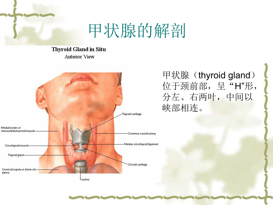 甲状腺疾病的影像学表现.ppt_第2页