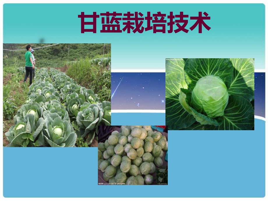 甘蓝栽培技术.ppt_第1页