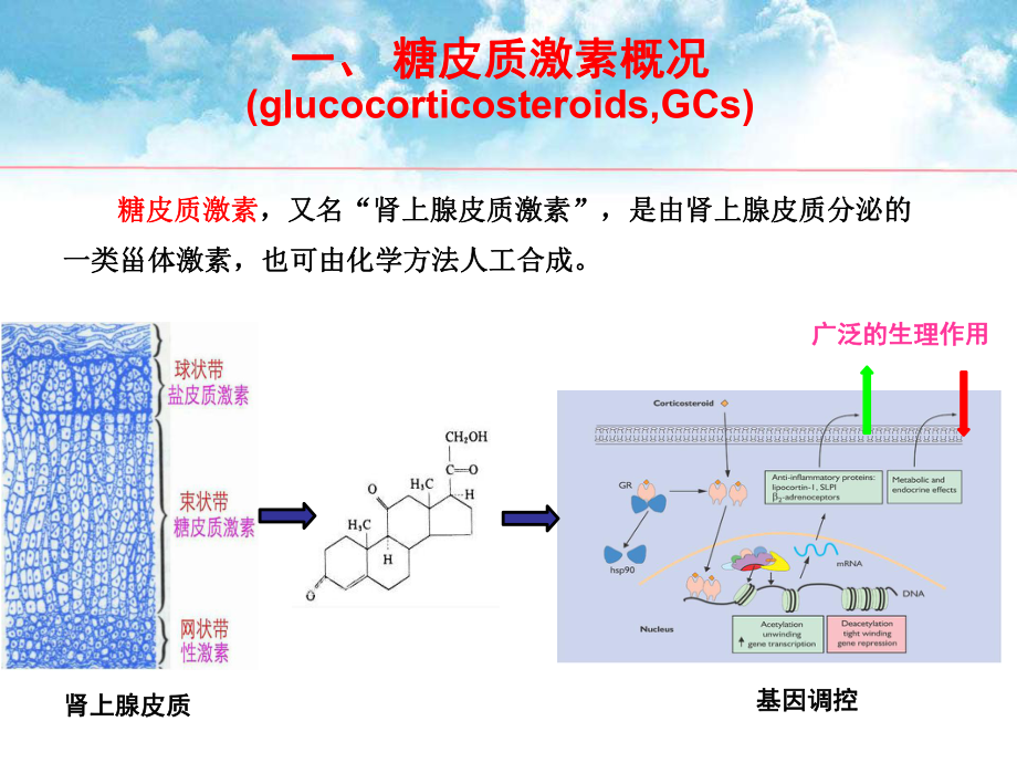 糖皮质激素及其临床应用.ppt_第2页