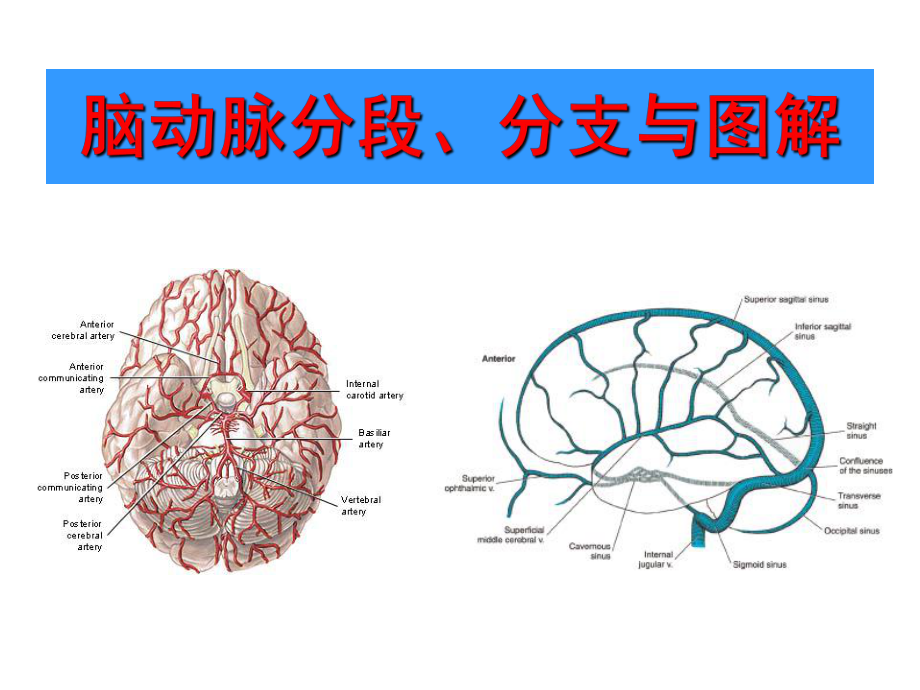 脑部血管解剖图解影像学.ppt_第1页