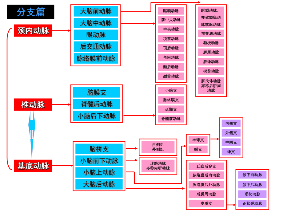 脑部血管解剖图解影像学.ppt_第3页