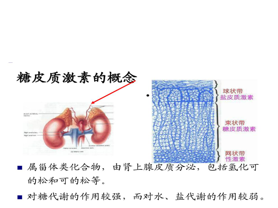 糖皮质激素的临床应用.ppt_第3页