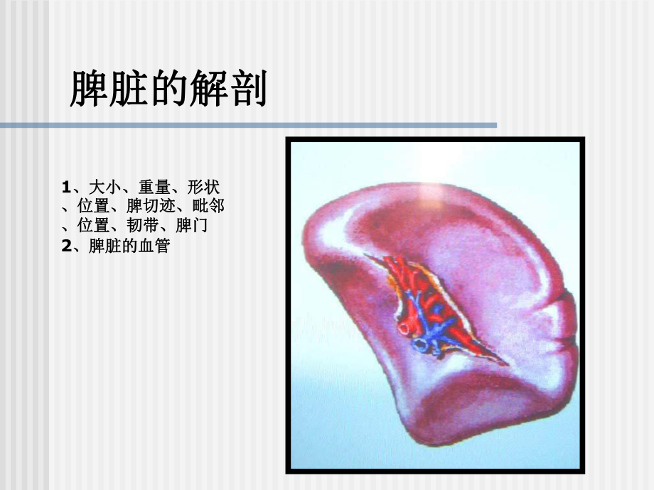 脾脏及脾脏疾病影像学表现2.ppt_第2页