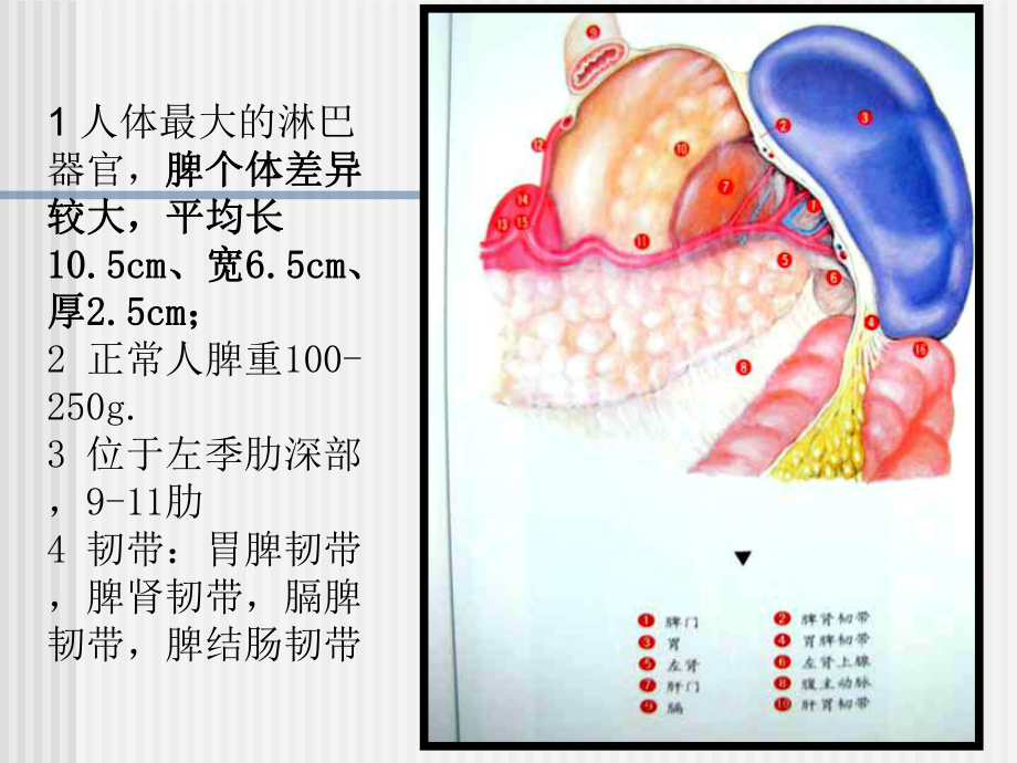 脾脏及脾脏疾病影像学表现2.ppt_第3页