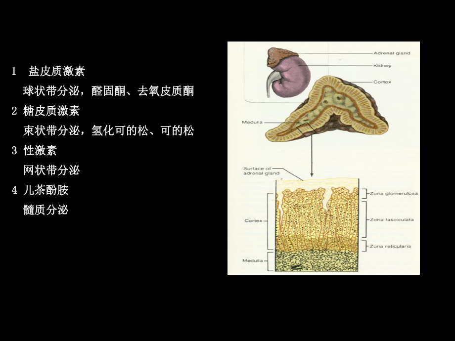 肾上腺性高血压的诊断.ppt_第2页