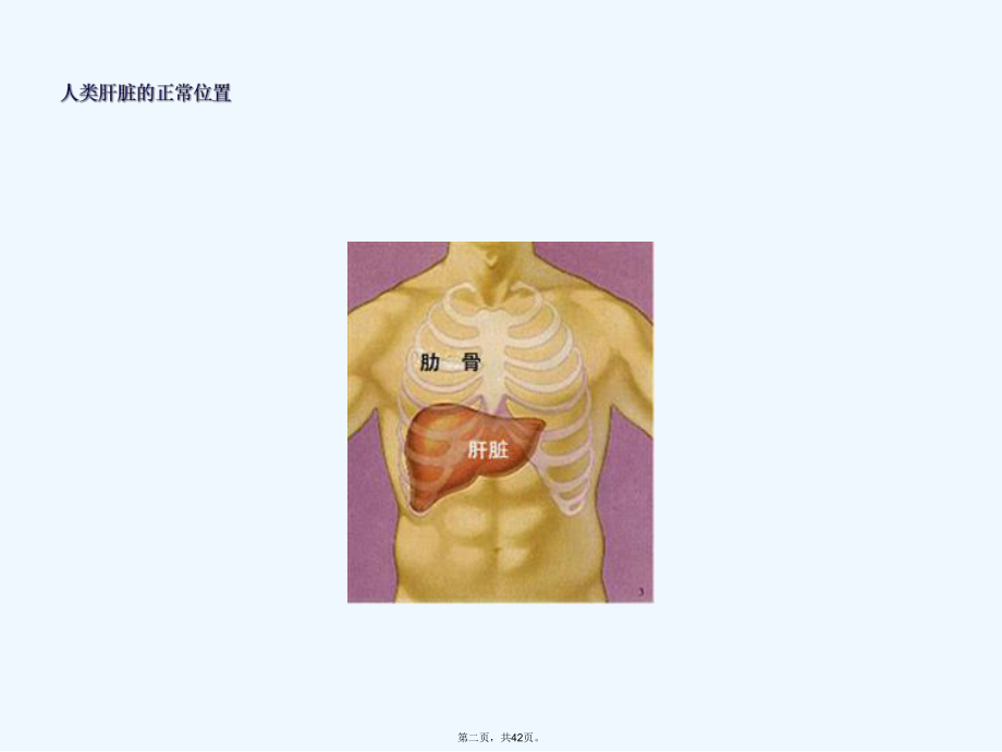 脂肪肝健康教育.ppt_第2页