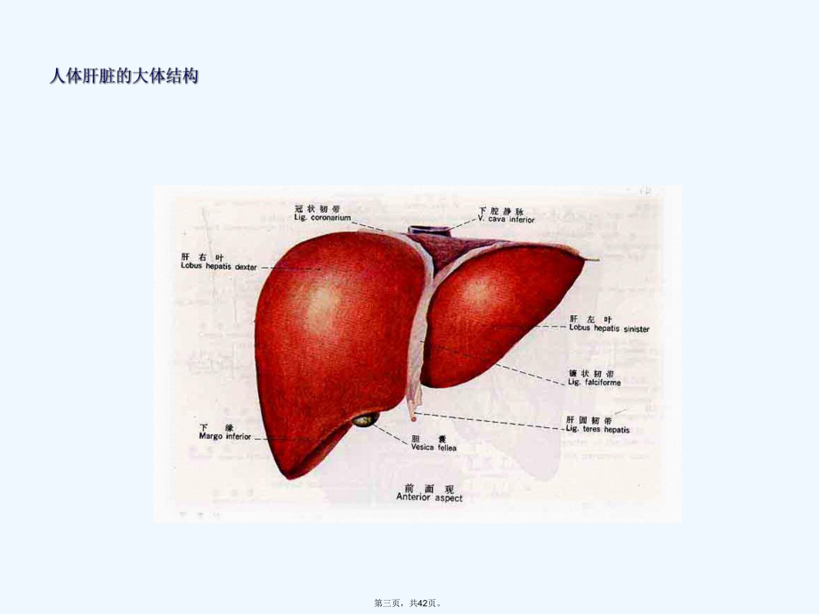 脂肪肝健康教育.ppt_第3页