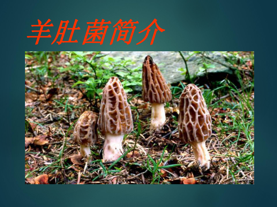 羊肚菌的栽培技术.ppt_第1页