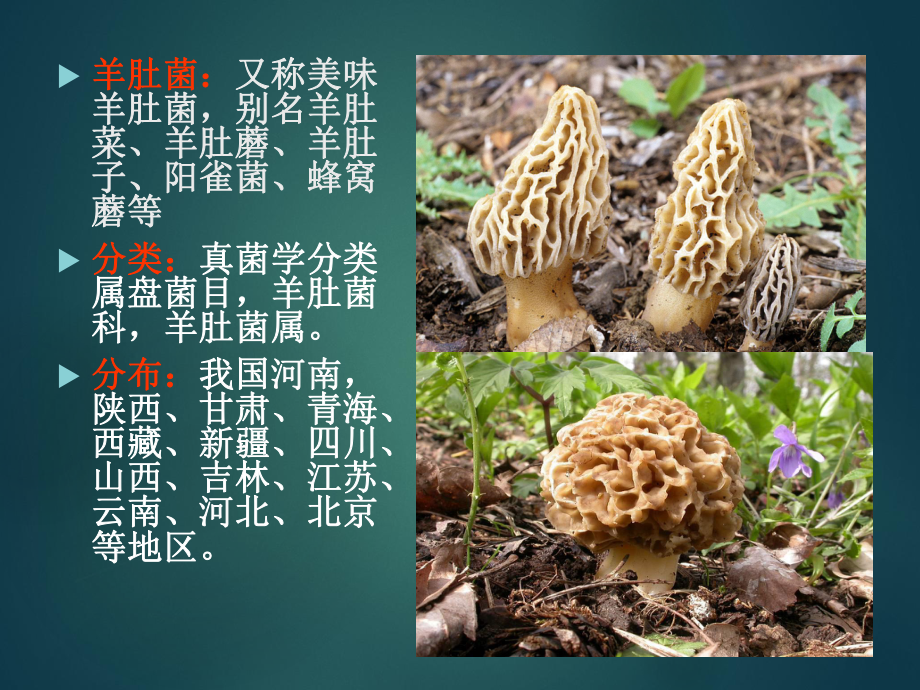 羊肚菌的栽培技术.ppt_第2页